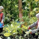 SIG ubah limbah ternak sapi jadi uang libatkan 879 perempuan
